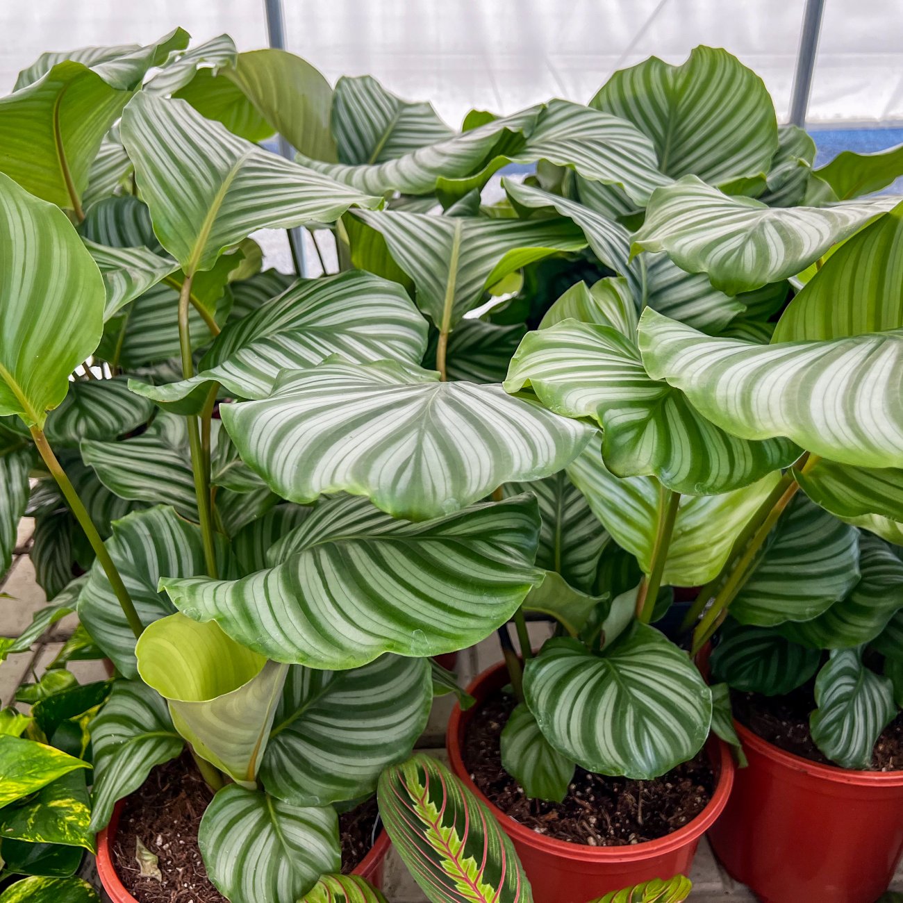 Obrázok Kalatea guľatolistá (Calathea orbifolia) - výška 40-50 cm, kont. C3L